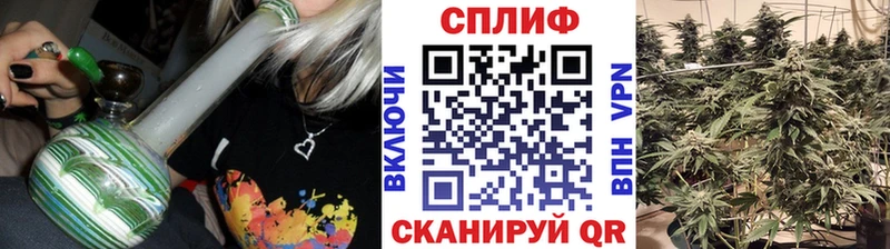 Конопля план  Купить  Бородино 